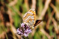 Melitaea cinxia