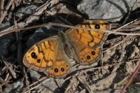 Lasiommata megera