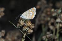 Aricia agestis