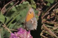 Coenonympha pamphilus