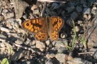 Lasiommata megera