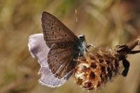 Polyommatus icarus