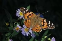 Vanessa cardui