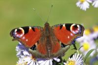 Aglais io