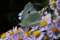 Pieris brassicae