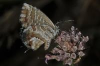 Cacyreus marshalli