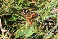 Vanessa cardui