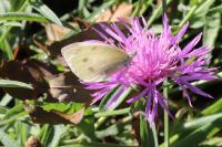 Pieris rapae