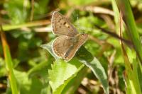 Lycaena tityrus