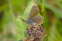 Cyaniris semiargus