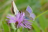 Cyaniris semiargus