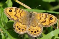 Lasiommata megera