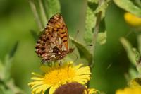 Boloria dia