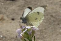Pieris brassicae