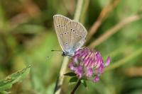 Cyaniris semiargus