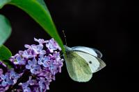 Pieris brassicae