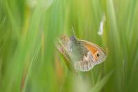 Coenonympha pamphilus