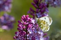Anthocharis cardamines