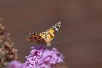 Vanessa cardui