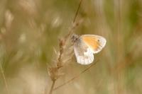 Coenonympha pamphilus