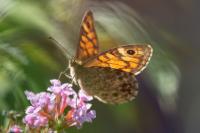 Lasiommata megera