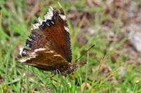 Nymphalis antiopa
