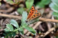 Lycaena phlaeas