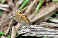 Lasiommata megera