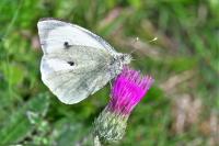 Pieris brassicae