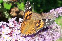 Vanessa cardui
