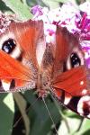 Aglais io