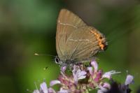 Satyrium w-album