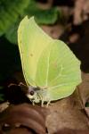Gonepteryx rhamni