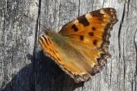 Nymphalis polychloros