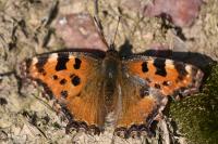 Nymphalis polychloros