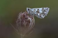 Pyrgus armoricanus