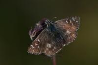 Pyrgus armoricanus