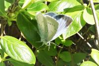 Celastrina argiolus