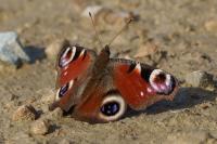 Aglais io