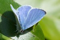 Celastrina argiolus