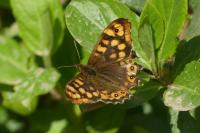 Pararge aegeria