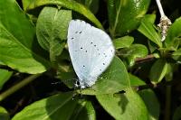 Celastrina argiolus