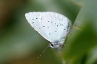 Celastrina argiolus