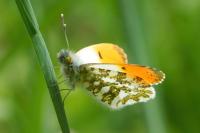 Anthocharis cardamines