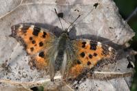 Nymphalis polychloros