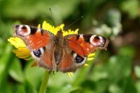 Aglais io