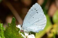 Celastrina argiolus