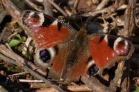 Aglais io