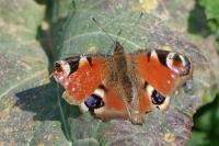 Aglais io