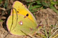 Colias crocea